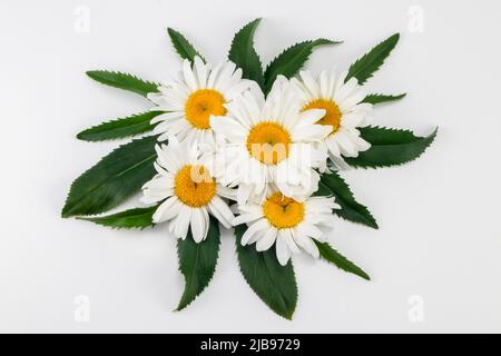 Gänseblümchen-Wildblumen und -Blätter auf weißem Hintergrund angeordnet. Draufsicht. Stockfoto