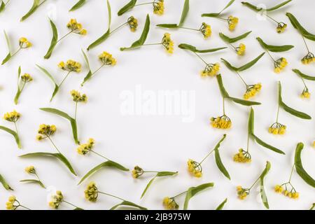 Linden Blumen in einem Kreis und Spirale auf einem weißen Hintergrund platziert. Für Text platzieren. Stockfoto