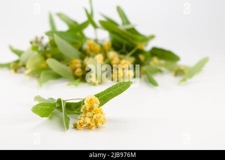Blüten der Linde isoliert auf weißem Hintergrund. (Tilia) Stockfoto