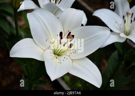 Lys Eyeliner (jardin du ruisseau de l'église 2022) Stockfoto