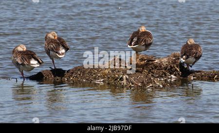 Graugänse brüten auf einer Insel mit ihren Küken im Stodmarsh National Nature Reserve, Kent, England Stockfoto