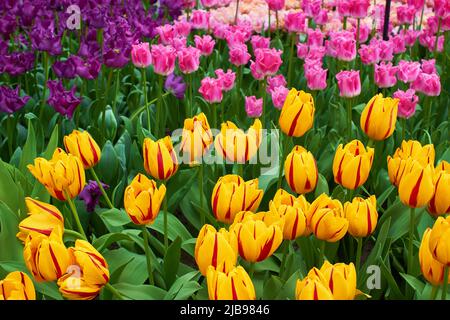 Blühende, bunte Tulpen in einem Garten in einem Gewächshaus Stockfoto