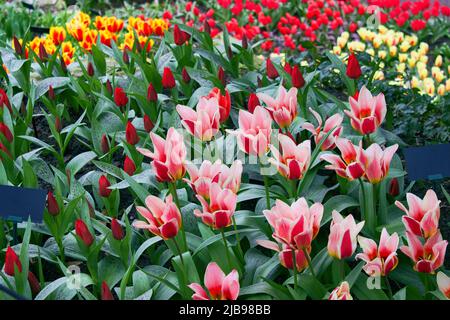 Blühende, bunte Tulpen im Garten am Bett Stockfoto