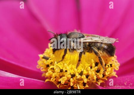 Farbenfrohe Nahaufnahme einer alten roten Maurerbiene, Osmia rufa, die auf einer purpurnen Cosmos-Blume im Garten sitzt Stockfoto