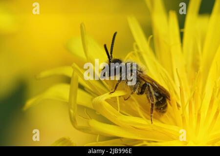 Nahaufnahme einer männlichen Mining Bee, Andrena fulvago , die in einem gelben, rauen Hagebart sitzt, Crepis biennis, blüht auf dem Feld Stockfoto