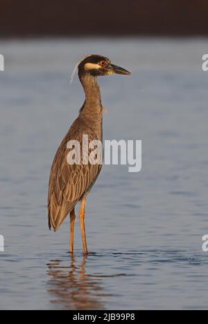 Gelbkroniger Nachtreiher (Nyctanassa violacea) im seichten Wasser von Carara, Costa Rica März Stockfoto