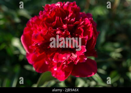 Rote Pfingstrose. Stark unscharfer Hintergrund. Makro. Garten, Gartenblumenzucht Stockfoto