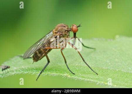 Nahaufnahme auf einer Tanzfliege sitzt Empis livida auf einem grünen Blatt im Garten Stockfoto