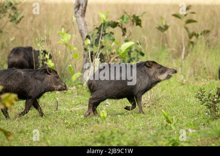 Weißlippiger Peccary (Tayassu pecari) Stockfoto