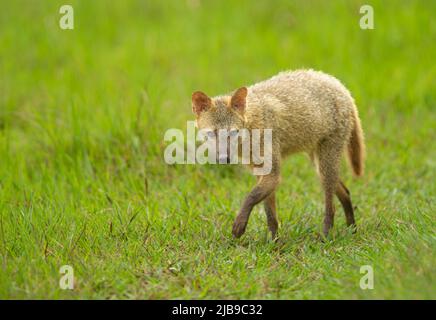 Krabbenfressender Fuchs (Cerdocyon thous) Stockfoto