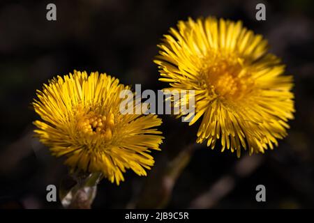 Nahaufnahme von schönen gelben Blüten von Heilkräutern Coltsfoot, selektiver Fokus Stockfoto