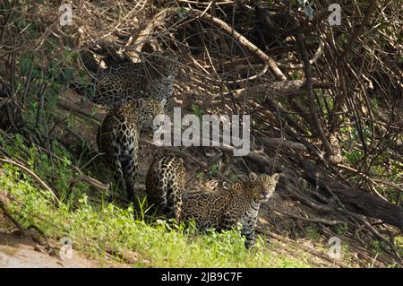 Jaguar (Panthera Onca) Stockfoto