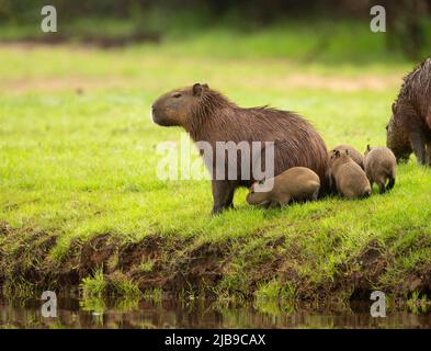 Capybara (Hydrochoerus hydrochaeris) mit Jungtiere Stockfoto