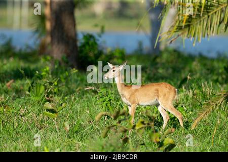 Pampas-Hirse (Ozotoceros bezoarticus Stockfoto