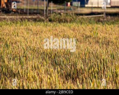 Ökologische und nachhaltige Pflanzung eines Sonnenblumenfeldes. HQ-Bild Stockfoto