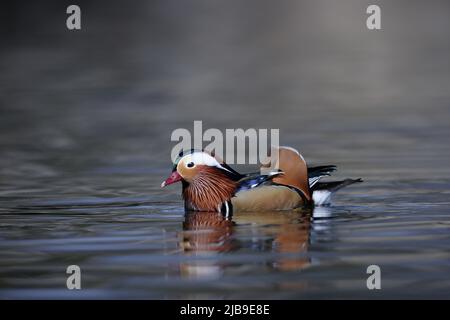 Die Mandarinente ist eine Barschentente, die in der Ostpaläarktis beheimatet ist. Stockfoto