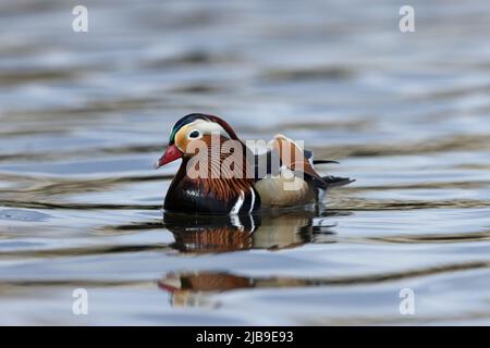 Die Mandarinente ist eine Barschentente, die in der Ostpaläarktis beheimatet ist. Stockfoto