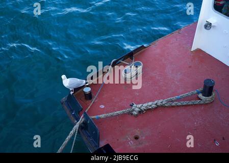 Altes Fischerboot, das im Devon Marine Village festgemacht wurde Stockfoto