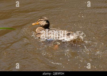Strawberry Hill Pond Epping Forest Essex, England Großbritannien Europa Stockfoto