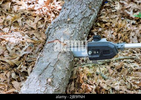 Der Hausangestellte verwendet seine Kettensäge, um den Baum zu schneiden Stockfoto