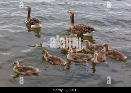 Poole, Dorset, Großbritannien. 4.. Juni 2022. UK Wetter: Nette Familie von Graugänsen, Anser anser, mit Gänsen Genießen Sie ein Bad rund um Poole Park, See an einem bewölkten grauen Tag mit einigen Duschen. Graugansküken. Graulumpen Graulumpen Graulumpen. Quelle: Carolyn Jenkins/Alamy Live News Stockfoto