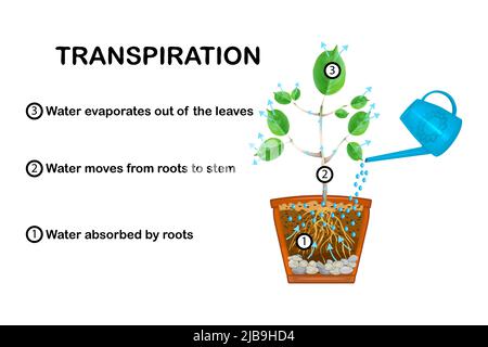 Transpirationsstufen in Pflanzen. Abbildung der Transpiration im Werk. Erklärung der Aufwärtsbewegung des Wassers mit pädagogischem Schema. Vektorgrafik Stock Vektor