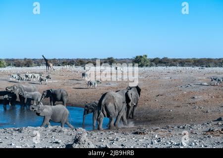 Afrikanische Elefanten, Giraffen und Zebras, die sich um ein Wasserloch im Etosha National Park, Namibia Stockfoto