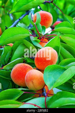 Reife Aprikosen reifen auf einem Aprikosenbaum zwischen grünen Blättern im Obstgarten Stockfoto
