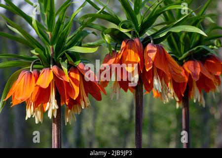 Crown Imperials Blumen, Kaiserkrone, Fritillaria imperialis im Garten Stockfoto