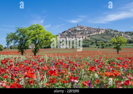 Trevi, Perugia, Umbrien, Italien. Foto des Trevi, der kleinen Stadt Umbrien, mit einem Teppich aus rotem Mohn im Frühling und einem großen Baum Stockfoto