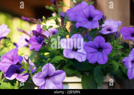 Die Wand des Pavillons ist mit einer atemberaubenden, fliederfarbenen, vergoßenen Petunia verziert Stockfoto