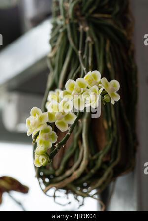 Orchidee Chiloschista viridiflava Alba. Mini Orchidee weiß gelb grün. Zwerg kleine Arten. Orchideen aus nächster Nähe. Seltene Sorte. Miniaturblume. Zweig mit Knospen. Blühende Orchidee. Stockfoto