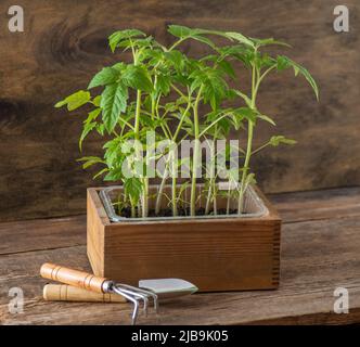 Keimling von Tomaten. Gartenarbeit im Frühling. Tomatenbusch. Gemüse zu Hause anbauen. Vermehrung und Pflanzung eines Gemüsegartens. In eine Schachtel Pflanzen. Holzhintergrund. Stockfoto