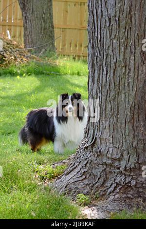 Shetland Sheepdog (Sheltie) gucket um einen Baum, während er draußen auf dem Gras spielt. Stockfoto