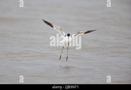 Pied Avocet (Recurvirostra avosetta) Landung im seichten Wasser Stockfoto