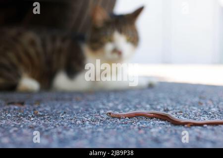 Eine Katze, die am Mittwoch in Motala, Schweden, auf einem Parkplatz einen langsamen Wurm erwischt hat. Schlüpfen Sie wie ein Aal, der langsame Wurm schleicht sich nach einem kurzen Kampf in den Wald. (CAT)hehe dachte an die Katze und bewegte sich zu neuen Jagdzielen. Stockfoto