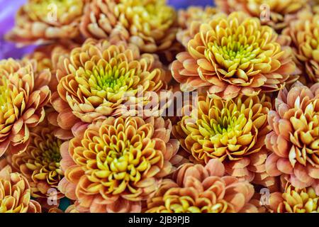 Eine Sammlung von orangefarbenen und gelben Garten-Dahlia-Blumen, die auf einem lokalen Blumenmarkt in Marbella verkauft werden Desktop-Wallpaper Bild Stockfoto
