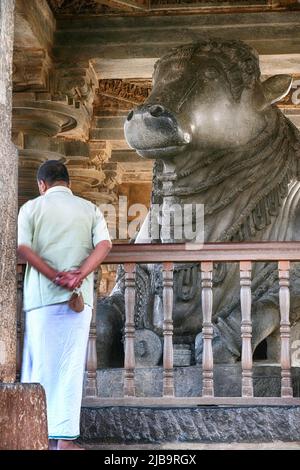 20. Dezember 2021, größte monolithische Nandi-Statue im Hoysaleswara-Tempel, herrlicher Nandi (Lord Shivas Stier) Mandap, Belur und Halebidu. Gestartet 11 Stockfoto