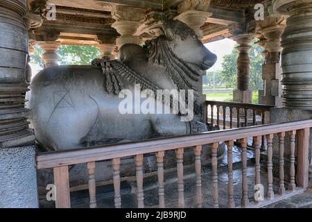 20. Dezember 2021, größte monolithische Nandi-Statue im Hoysaleswara-Tempel, herrlicher Nandi (Lord Shivas Stier) Mandap, Belur und Halebidu. Gestartet 11 Stockfoto