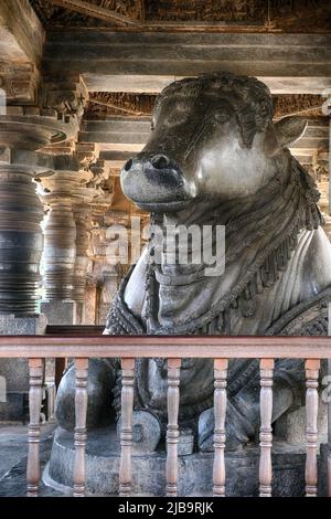 20. Dezember 2021, größte monolithische Nandi-Statue im Hoysaleswara-Tempel, herrlicher Nandi (Lord Shivas Stier) Mandap, Belur und Halebidu. Gestartet 11 Stockfoto