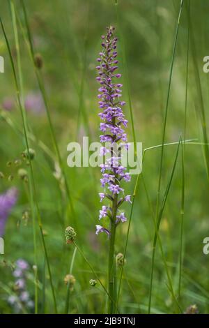 Duftende Orchidee oder Kreide duftende Orchidee, Gymnadenia conopsea, blühend auf einem Feld, Limburg, Niederlande. Stockfoto