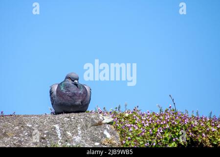 Felstaube (Columba livia), die auf einer Steinmauer neben einigen kleinen Blumen sitzt, zeigt einen klaren, blauen Himmel Stockfoto