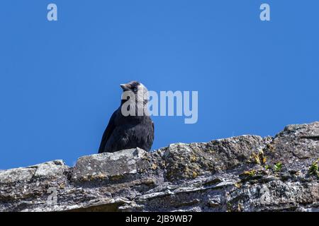 Einzelne westliche Dohlen (Coloeus monedula), die auf der Wand einer alten Ruine in Irland vor blauem Himmel sitzen Stockfoto