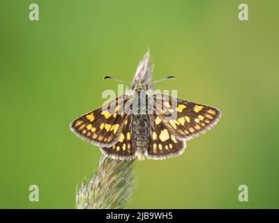 Karierter Skipper. Finsdale Wood. Teil einer Wiedereinführung. Stockfoto