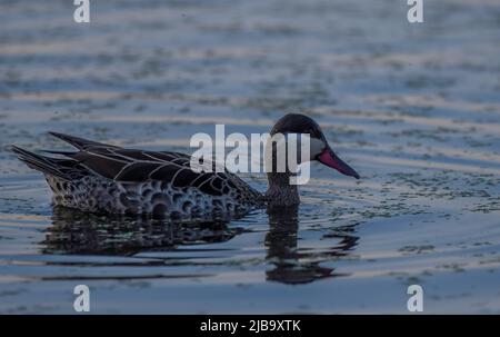 Red billed Ente oder Red billed teal Schwimmen in Marievale Vogelschutzgebiet nigel Stockfoto