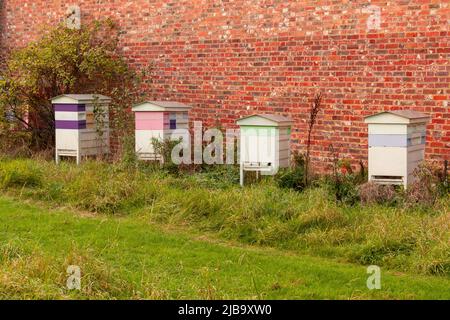 Bunte Bienenstöcke auf dem Hintergrund einer roten Ziegelmauer. Stockfoto