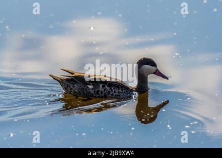 Red billed Ente oder Red billed teal Schwimmen in Marievale Vogelschutzgebiet nigel Stockfoto