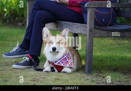 Ein Corgis bei Balmoral während einer Veranstaltung mit der Corgi Society of Scotland anlässlich des Platin-Jubiläums von Königin Elizabeth II. Das Schloss in Aberdeenshire ist das Ferienhaus aus dem 19.. Jahrhundert, in dem die Königin und Mitglieder der königlichen Familie jedes Jahr zwischen August und September ihren traditionellen Urlaub verbringen. Bilddatum: Samstag, 4. Juni 2022. Stockfoto