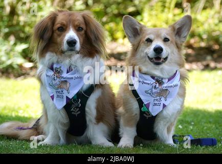 Corgis Bradley und Hovis(r) bei Balmoral während einer Veranstaltung mit der Corgi Society of Scotland anlässlich des Platin-Jubiläums von Königin Elizabeth II. Das Schloss in Aberdeenshire ist das Ferienhaus aus dem 19.. Jahrhundert, in dem die Königin und Mitglieder der königlichen Familie jedes Jahr zwischen August und September ihren traditionellen Urlaub verbringen. Bilddatum: Samstag, 4. Juni 2022. Stockfoto