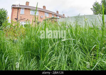 Kein Mähen May Lawn Stockfoto